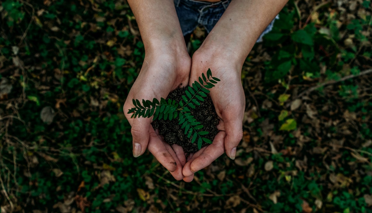 Planting forests, restoring habitats